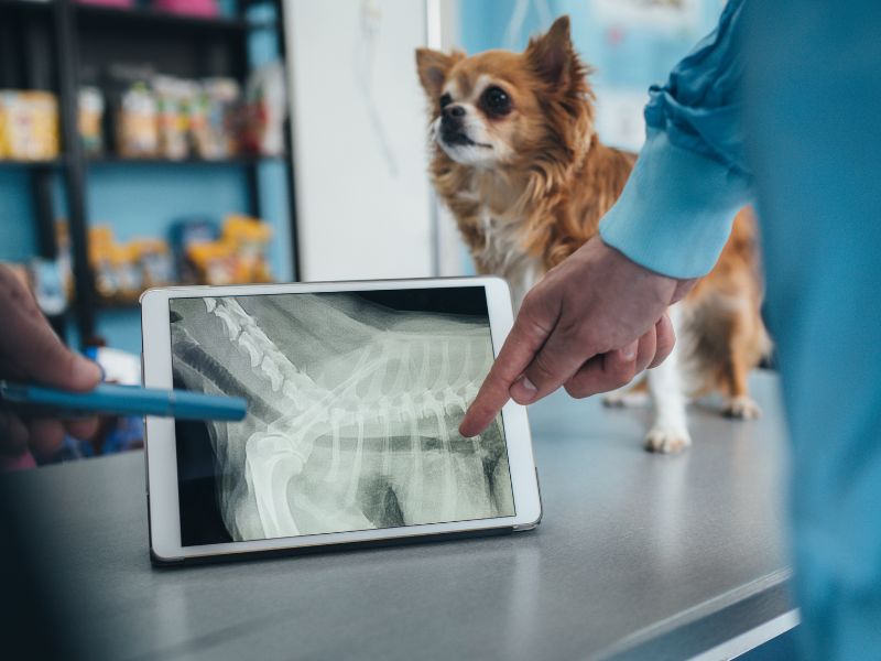 veterinary team examining a dog's x-ray