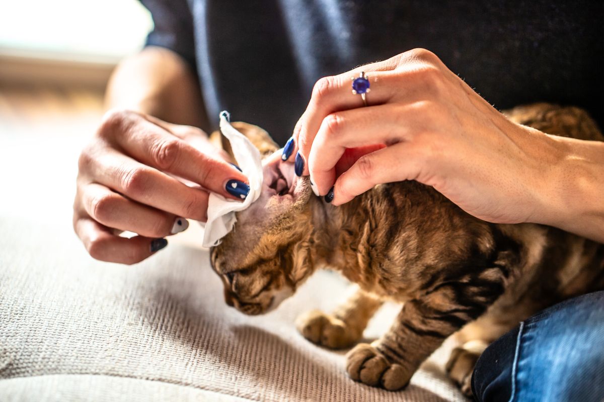 closeup of a Devon Rex cat's ears being cleaned at home