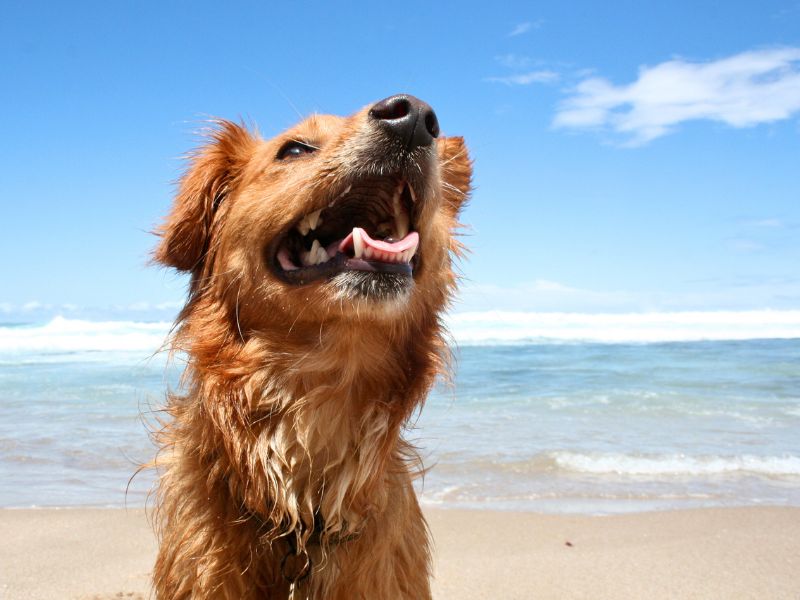 happy brown dog playing at the beach