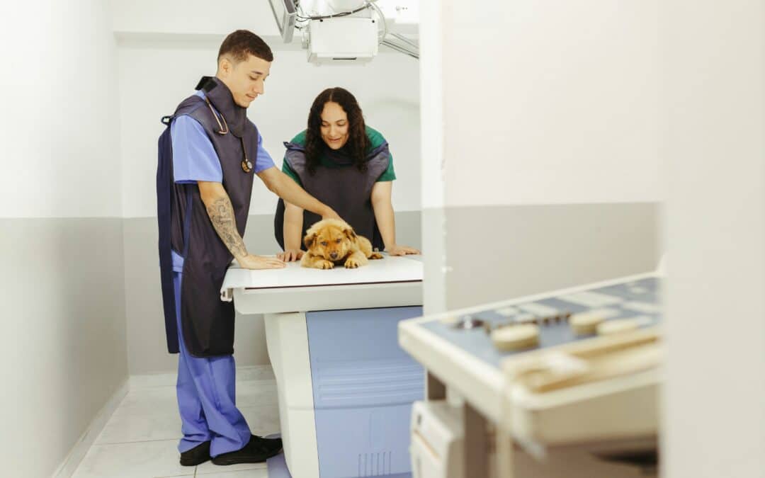 We’ve Upgraded Our X-Ray Technology — Here’s What It Means for Your Pet